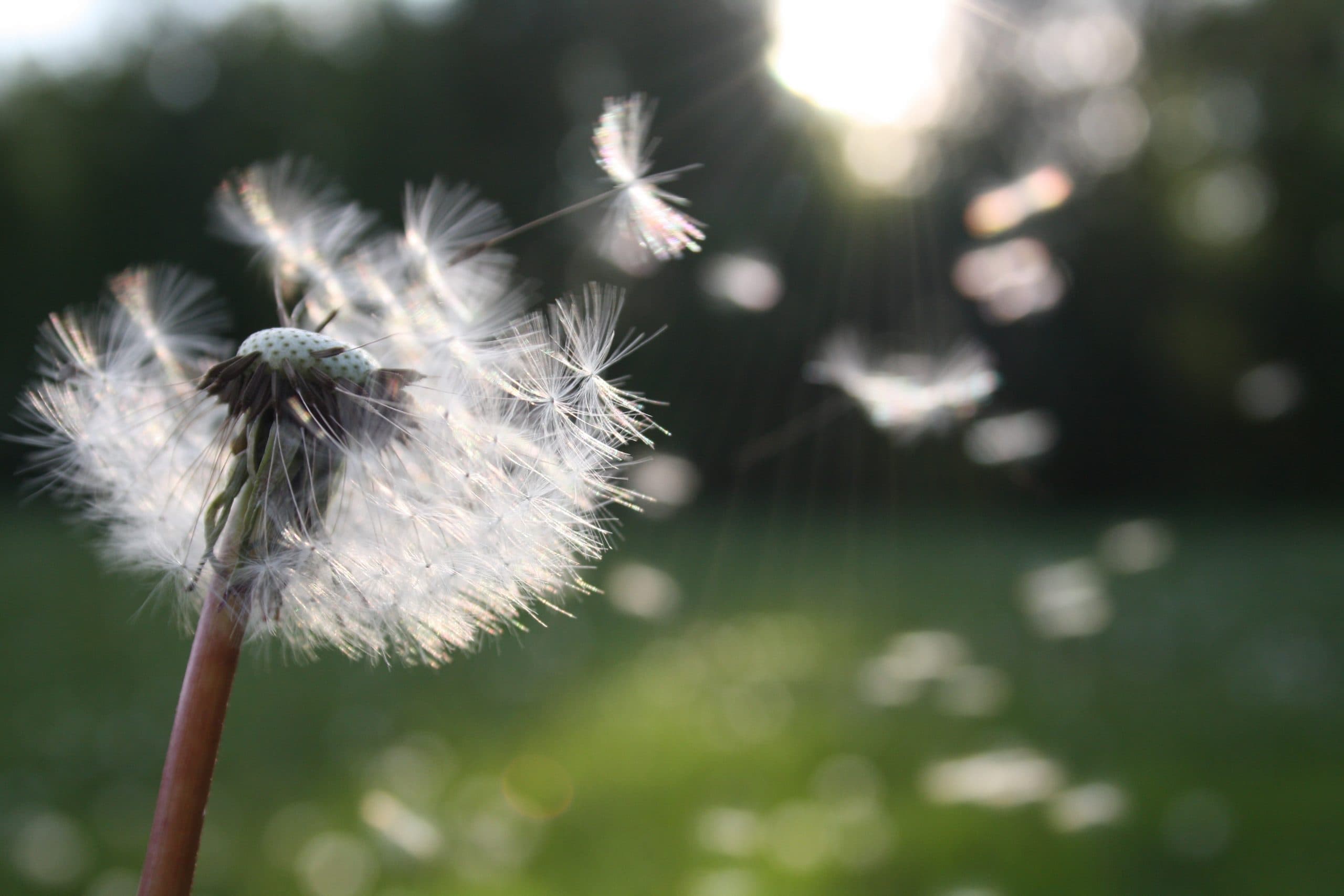 Dandelion clock blowing away in the wind